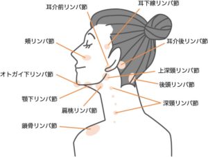 リンパの説明