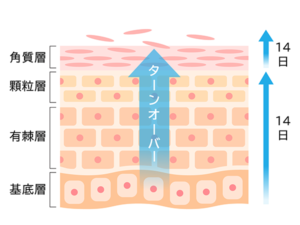 ターンオーバー